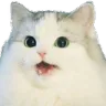 wowcat wowcat