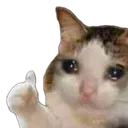 sadcat sadcat