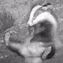 BadgerCBT