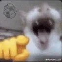 CatxD