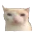 cat cat