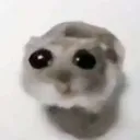 homyak