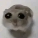 SadHamster