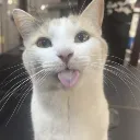 blehh