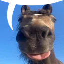 m_yap