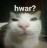 hwar hwar