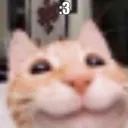 2B_catsilly