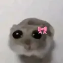 cockettehamster