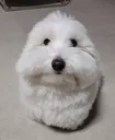 fucker