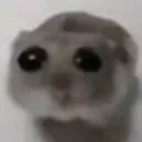 wocute