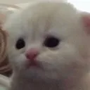 sadcat