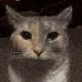 Stare Stare