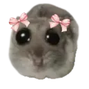 hampter_cute