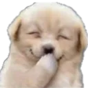 hehe_dog
