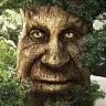 wise_tree