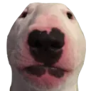 dogface