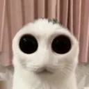 aliencat
