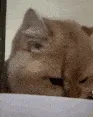CatShock