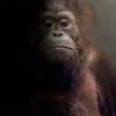 uhm_monkey uhm_monkey