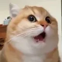 catpuzzled