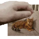 eggpet