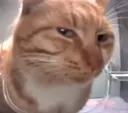 sideeye