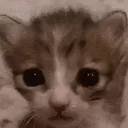 InShambles