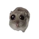 hamster