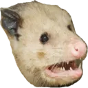 possum possum