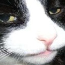 c_smugcat Discord emoji