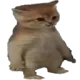 catstanding