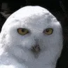 shocked