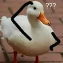 quack_confused
