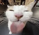 blehhhhhh