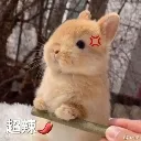 angrybunnu2