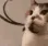 catOFF catOFF