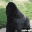 Gorrilaspinz