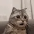 CS_shockedcat
