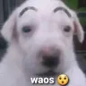 waos