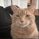 baguette baguette