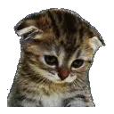 sad_cat_pack sad_cat_pack