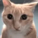 catfeedershocked catfeedershocked