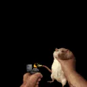 Ratgrenade