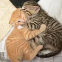 hug