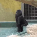 austtwerking