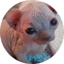 bingus