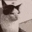 catstare catstare