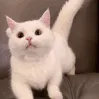 c_eggenwoah c_eggenwoah