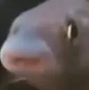 fesh_brub
