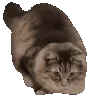 catwiggle2